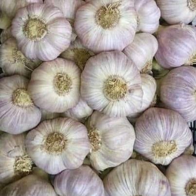 High Quality Top Premium Garlic from 이집트 supplied by al kasper - 크기: 5s 60mm 신선 마늘