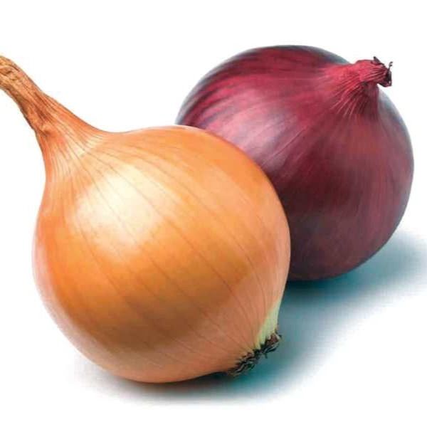 ONIONS from 이집트 supplied by ALDBERKY TREADING - 신선 양파