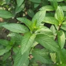 Peppermint from 이집트 supplied by Vita Herbax - 아로마틱 허브