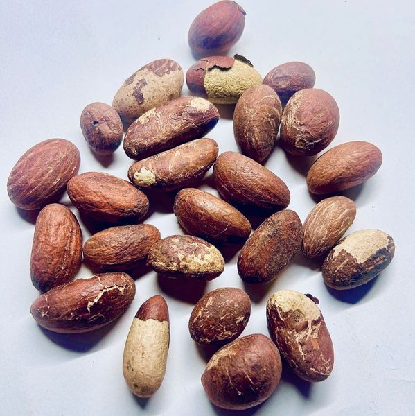 Kola Nut from 가나 supplied by Woatome Micro Innovations - Bitter Kola Nut (=Garcinia) 콜라너트