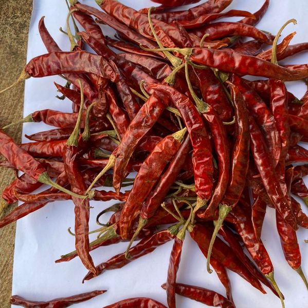 Long Cayenne pepper from Tanzania supplied by SOURCING AND PRODUCE LTD - Mixed Spices Products