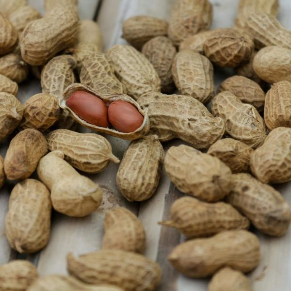Peaut from 이집트 supplied by Lieferanto for Trading and Import&Export - 아메리칸 땅콩 알맹이