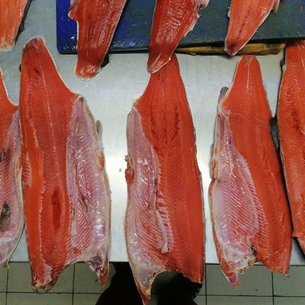 salmon "chum" from 러시아 supplied by PT Pasific Makanan Laut - HOG 냉동 태평양 연어 통마리