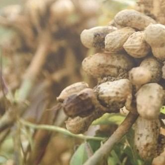 Groundnut from 나이지리아 supplied by Linearay Nigeria Ltd - High Quality 땅콩가루