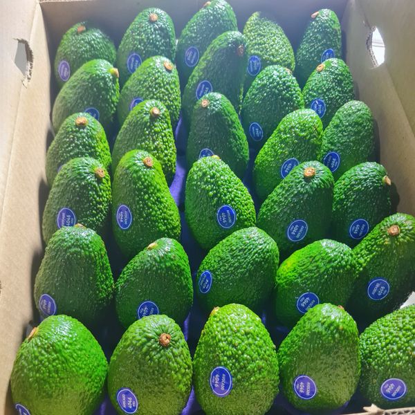 avocado from 페루 supplied by Avos Europa - 신선 아보카도