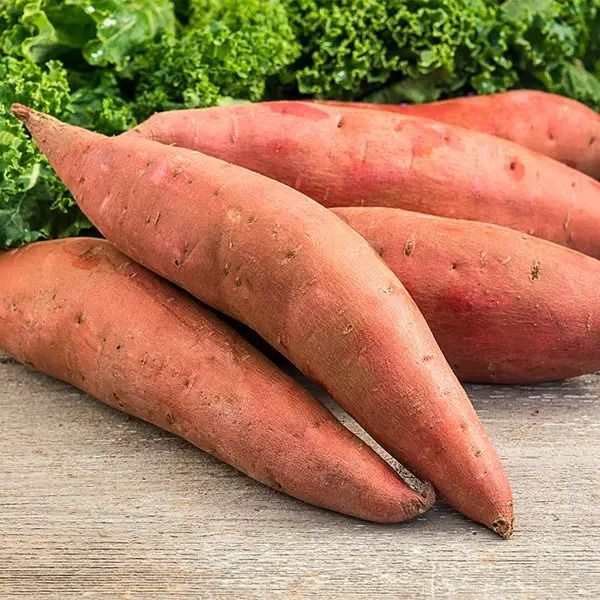 Sweet Potato from 이집트 supplied by RM Cargo Trading - Beauregard 고구마