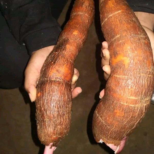 Cassava from Ivory Coast supplied by AFRICA BUSINESS INVESTMENT HOLDING - Manteiga Cassava