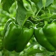 Bell Peppers from 가나 supplied by Broadwater Pharmacy - 신선 피망