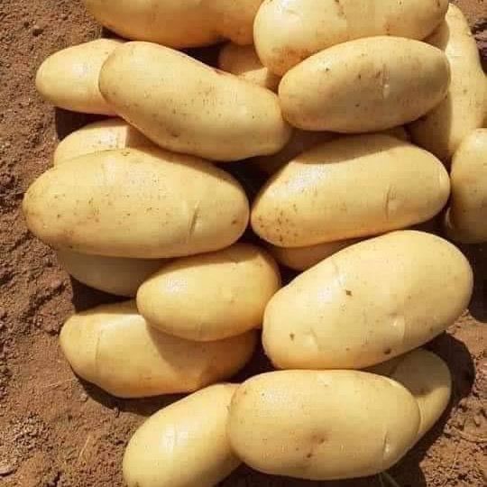 Potatoes ( Spunta ) from 이집트 supplied by Harvest Hub - Yellow Flesh 신선 일반 감자