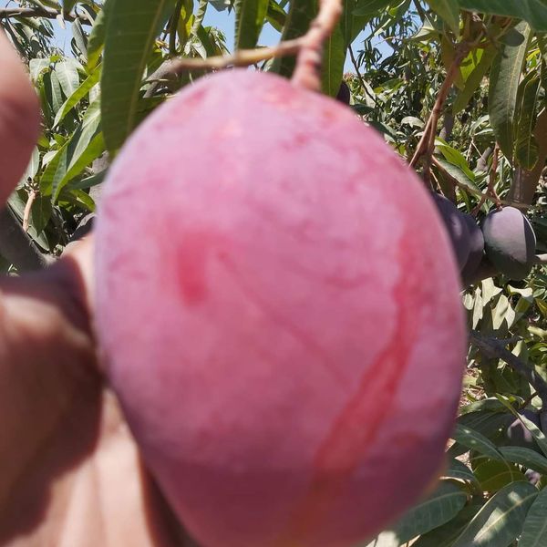 mango from Egypt supplied by Crest for agricultural development - Reddish Fresh Mango