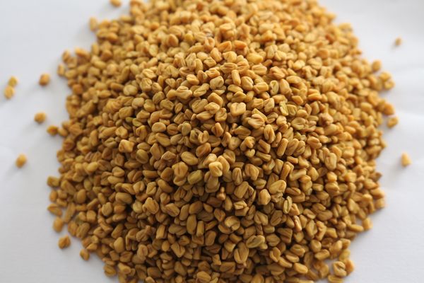 Fenugreek from 인도 supplied by Annapurna Agro Industries - Unspecified 호로파 씨