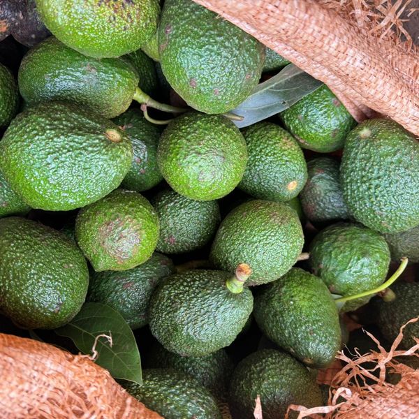 Haas Avocado from 케냐 supplied by Camilco Exports Ltd - 크기: 24-26 신선 아보카도