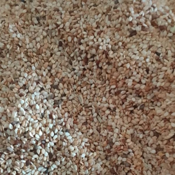 Sesame from Ivory Coast supplied by Logis - Non-GMO Sesame Seed