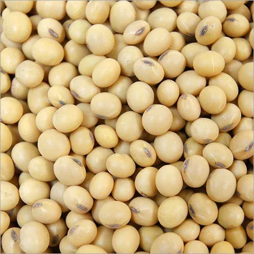 Soyabean Seed from 인도 supplied by Annapurna Agro Industries - 표준 대두