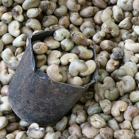 Raw cashew from Ghana supplied by Obra African Foods Inc - Best Quality Raw Cashew Nut