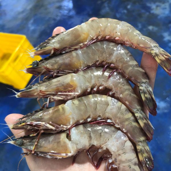 Frozen Sea shrimp from Iran supplied by fanoos makran - Size: 12 g Frozen Common Shrimp & Prawn