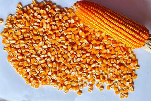 Yellow Maize from Myanmar [Burma] supplied by GrainPlus Trading - Good Quality Maize (Corn) Seed