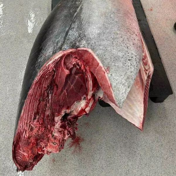 Wild Bluefin Tuna from Norway supplied by Nordic Tuna AS - Bluefin group - Atlantic Bluefin Tuna (=Thunnus thynnus =Giant Bluefin Tuna =Northern Bluefin Tuna =Maguro =Toro) Frozen Atlantic & Pacific Bluefin Tuna