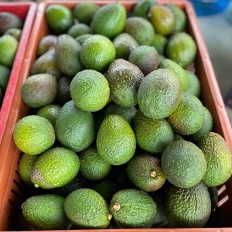 HASS Avocados from 콜롬비아 supplied by ADD-Venture Holding GmbH - Size: >23 (=Larger than 23) 신선 아보카도