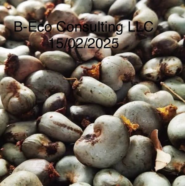 Cashew from 가나 supplied by B-Eco Consulting LLC - 최상품 생 캐슈너트