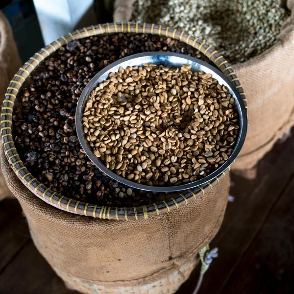 Arabica Coffee Beans from 에티오피아 supplied by Samga - 네켐테 생원두