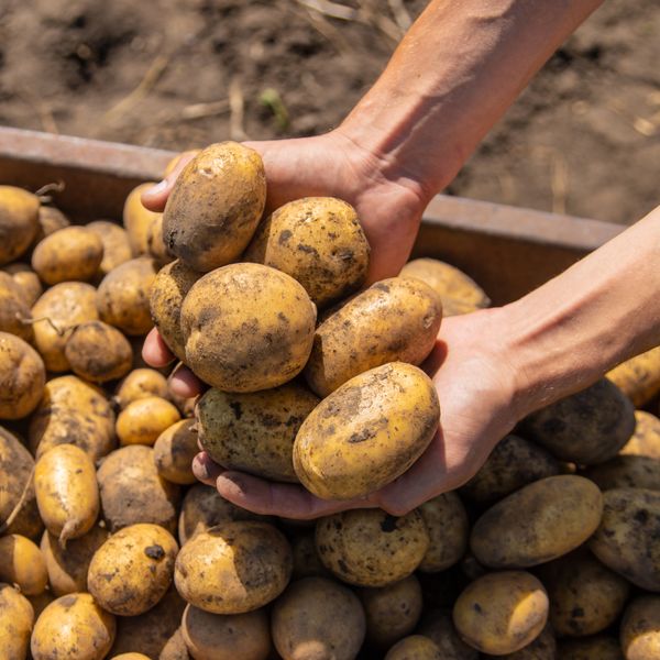 Fresh Potato from 이집트 supplied by AMG FUTURE - 노하 신선 일반 감자