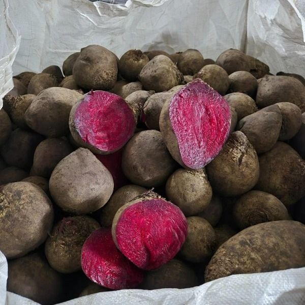 Fresh Beetroot organic from 폴란드 supplied by Naturfresh Produce - Red Beets - Monty RZ F1 신선 비트