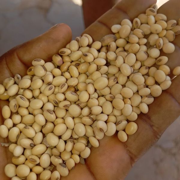 Soybean (Glycine Max) from Nigeria supplied by VERTEKS MVE NIG LTD - Sun Dried Soybean