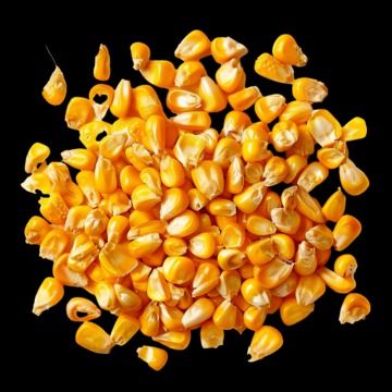 Farm Fresh Pakistani Corn(Maize) from 파키스탄 supplied by Shazil Pakistan - NK-6240 옥수수