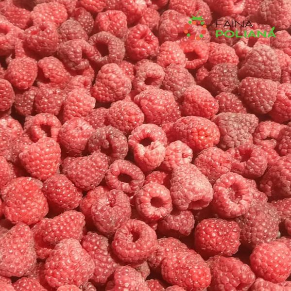 Frozen raspberries from 우크라이나 supplied by Faina Poliana, AC - 90/10 냉동 라즈베리