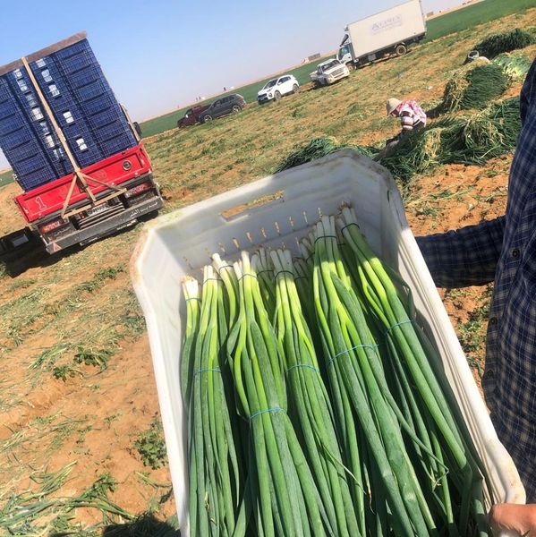 Fresh Scallion (spring Onion) from Egypt supplied by Grow UP Services & Integrated Solutions LLC - Good Quality Fresh Scallion (Spring Onion)
