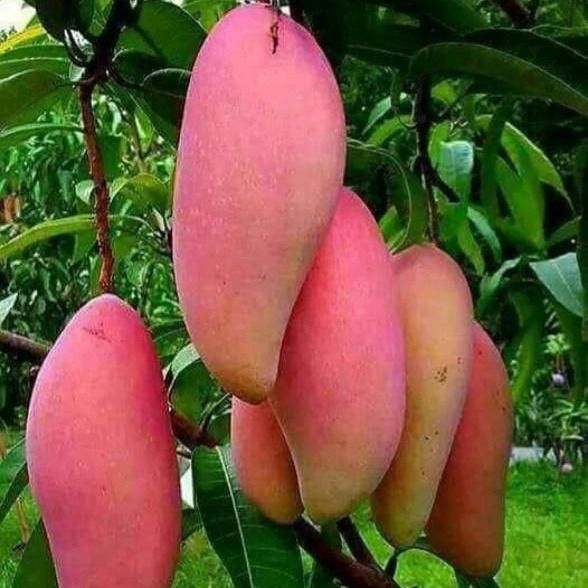 Mango from 케냐 supplied by AAA Corporation Ltd - 붉은빛 신선 망고