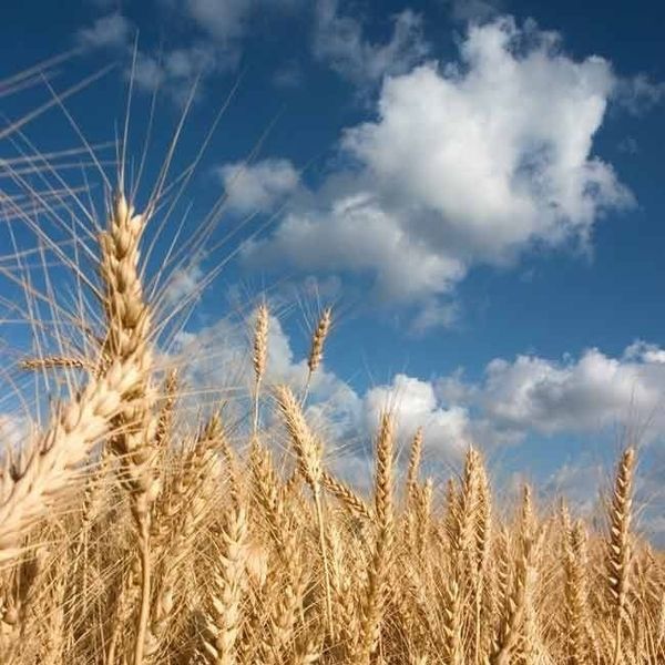 Wheat from 우크라이나 supplied by Fortuna Trading DMCC - 단백질: 10% 소맥