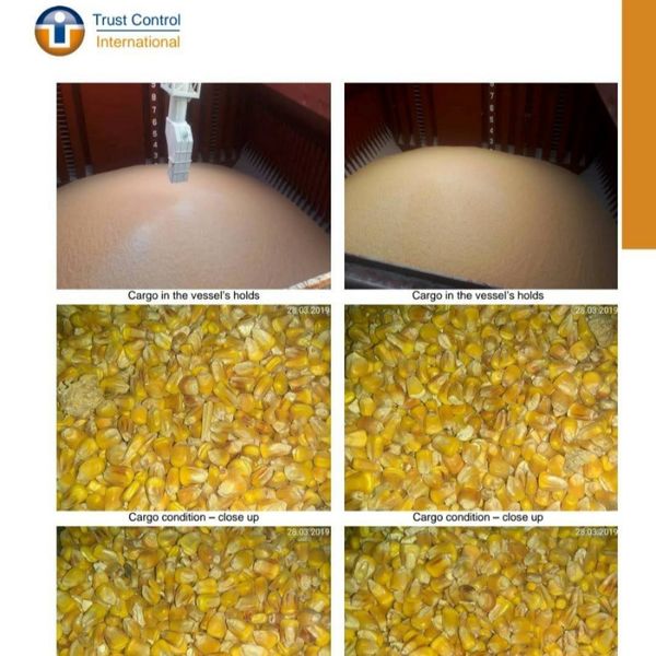 Yellow corn from Ukraine supplied by Grain Capital Agri UG - 14.5% Maize (Corn)