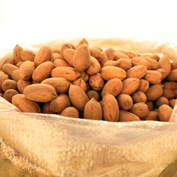 Western variety from 멕시코 supplied by Pecan Export - 신선 피칸