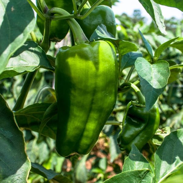 Bell Pepper from Morocco supplied by Uniharvest - Lamuyo Fresh Bell Pepper