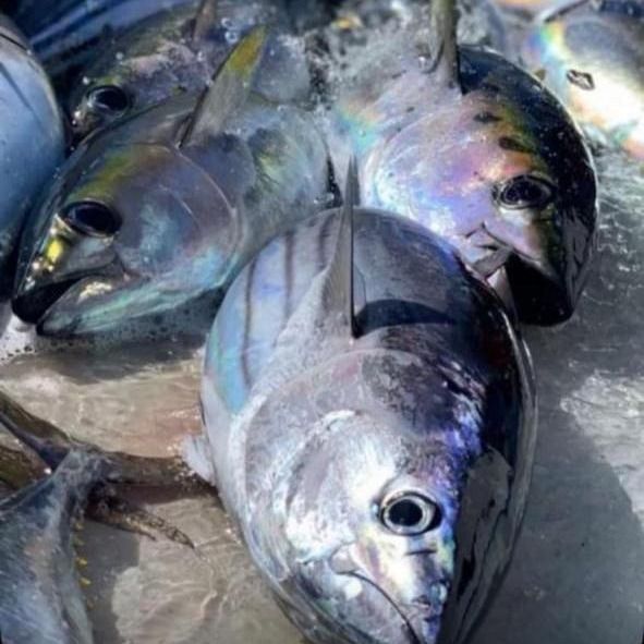 Frozen Yellowfin Tuna from Oman supplied by THE SOURCE INTERNATIONAL QUALITY - >30 kg Frozen Yellowfin Tuna