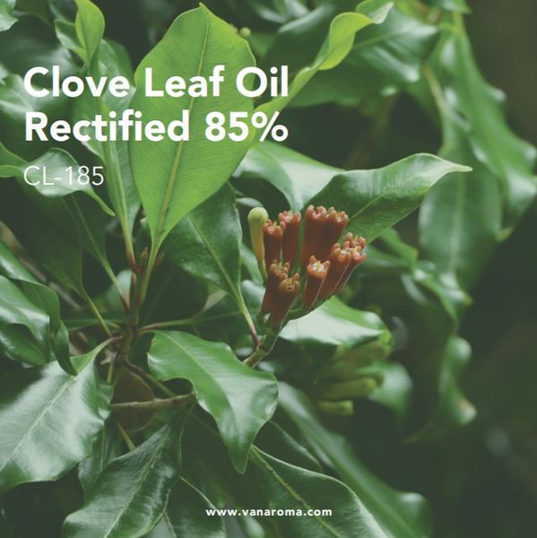 Clove Leaf Oil Rectified 85% - Van Aroma (CL-185) from 인도네시아 supplied by Van Aroma - High Quality 클로브 오일