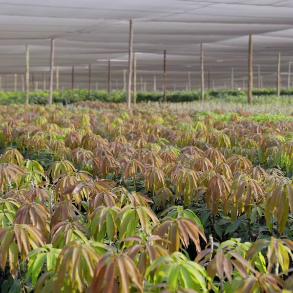 Field Ready/Micro grafted Mango Tree from 남아프리카공화국 supplied by Du Roi - Non-GMO 신선 망고