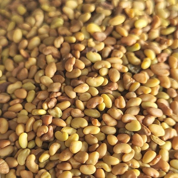 SEEDS from 스페인 supplied by Efecto Soluciones Sl - 루우산(lucerne) 씨