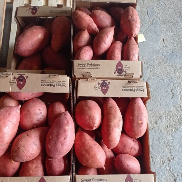 sweet potato from 이집트 supplied by Kodra-Export - Beauregard 고구마