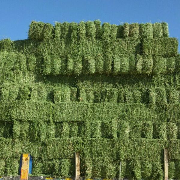 ALFALFA HAY from 이집트 supplied by Burjuman for exports - 더미 알팔파