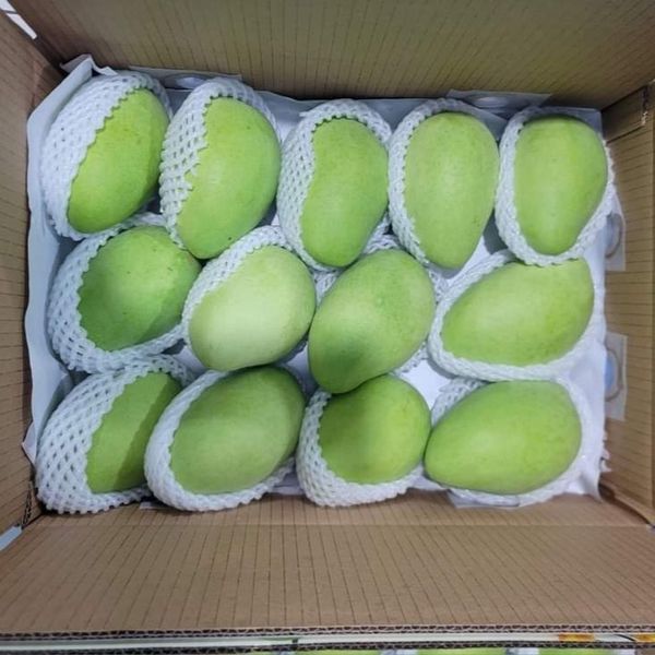 Mango from Vietnam supplied by TTB Import Export Co.,Ltd - Fresh Mango