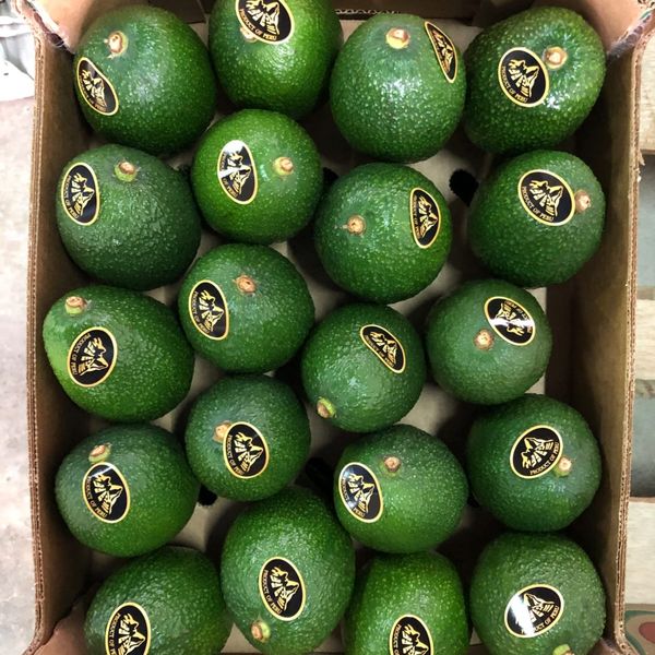 Peruvian Avocado Hass from 페루 supplied by Damoa Corporation - 4kg 상자 신선 아보카도