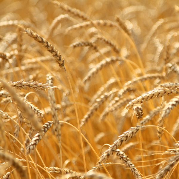 Durum from 러시아 supplied by Mike Krotkov - 소맥