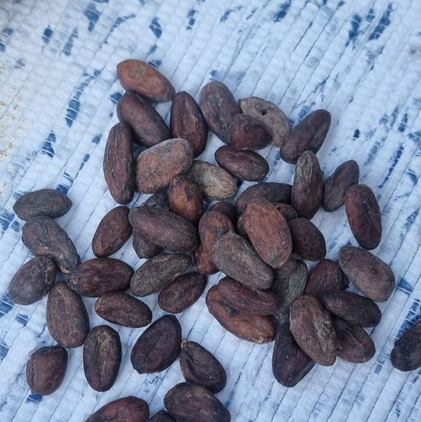 Roasted cocoa beans from 앙골라 supplied by ColorWonders - 원물 코코아콩