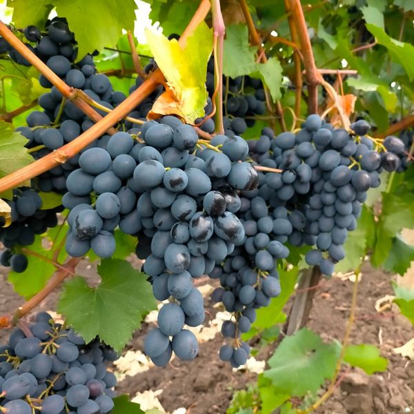 Fresh Moldovan Table Grape - Moldova, Codreanca (Black Magic), Muscat de Hamburg etc. from 몰도바 supplied by DANU LIMITED SRL - Muscat Hamburg (=Muskat Trollinger=Black Muscat) 신선 포도