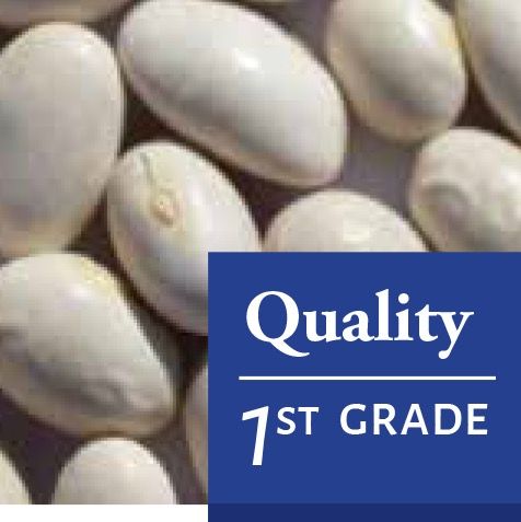 Imperio Round Beans from 아르헨티나 supplied by QUELLE TRADE, import export d.o.o - Class 1 흰콩