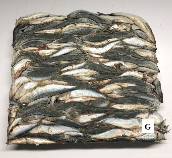 Sardine WR from Russia supplied by Seafood Souq - Frozen Frozen Sardine