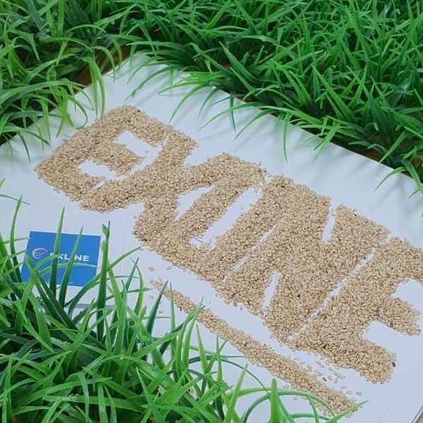 High-quality white Sesame Seeds: from 수단 supplied by Exline Trading L.L.C - Good Quality 참깨